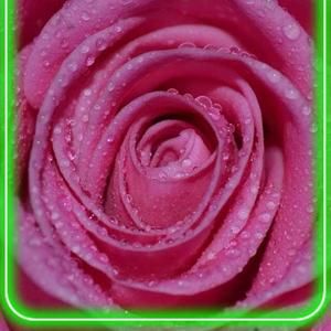 Meet your Posher, Rosa